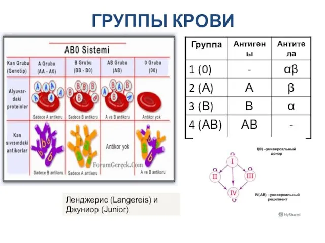 ГРУППЫ КРОВИ Ленджерис (Langereis) и Джуниор (Junior)