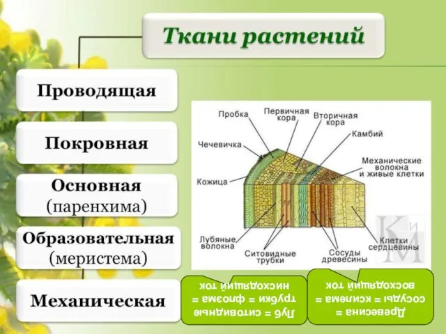 Луб = ситовидные трубки = флоэма = нисходящий ток Древесина =