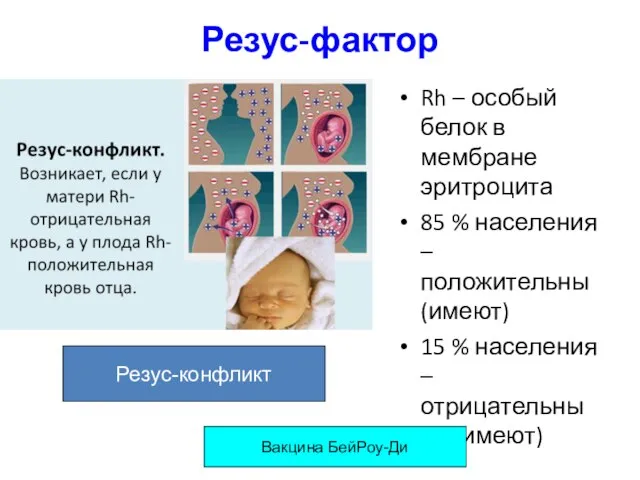 Резус-фактор Rh – особый белок в мембране эритроцита 85 % населения