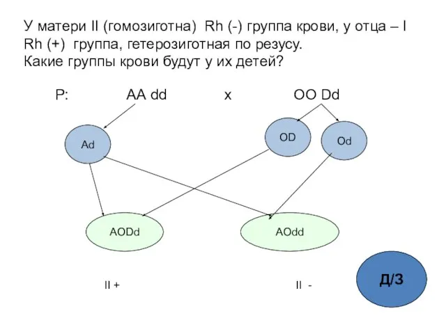 У матери II (гомозиготна) Rh (-) группа крови, у отца –