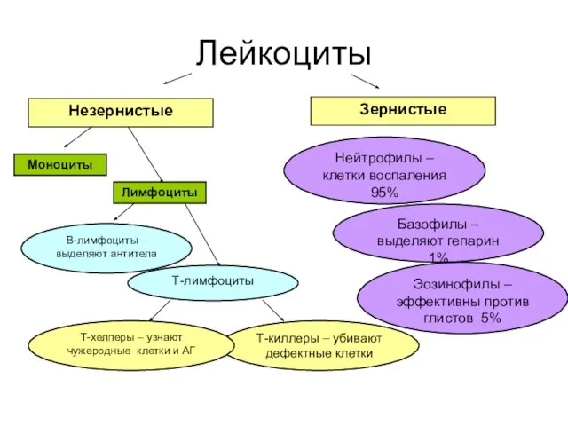 Лейкоциты Незернистые Зернистые Нейтрофилы – клетки воспаления 95% Базофилы – выделяют