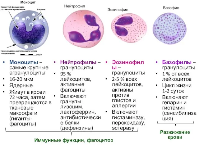 Моноциты – самые крупные агранулоциты 16-20 мкм Ядерные Живут в крови