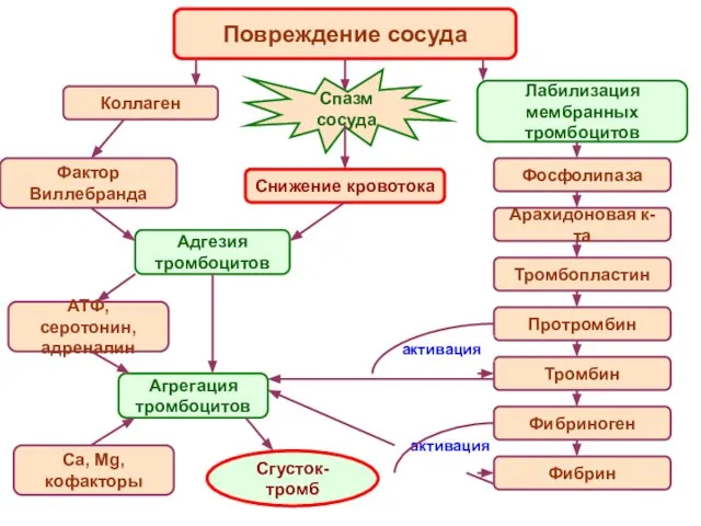 Повреждение сосуда Коллаген Фактор Виллебранда Спазм сосуда Адгезия тромбоцитов АТФ, серотонин,