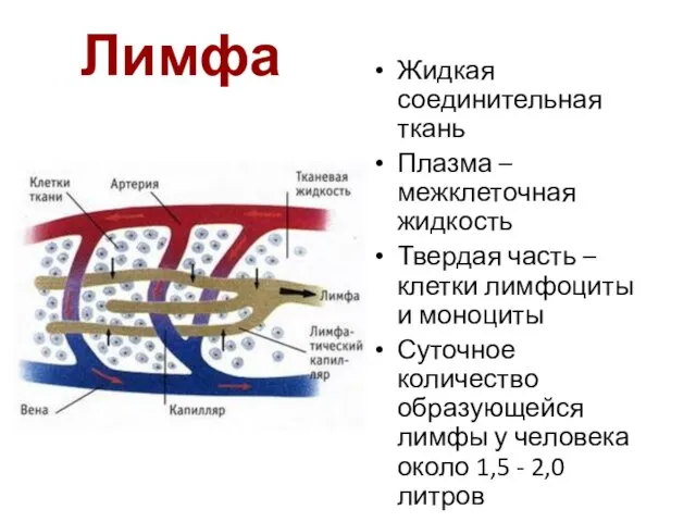 Лимфа Жидкая соединительная ткань Плазма – межклеточная жидкость Твердая часть –