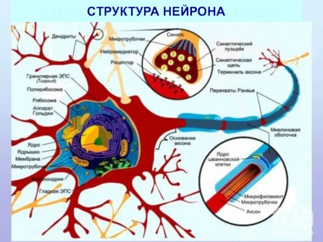 СТРУКТУРА НЕЙРОНА