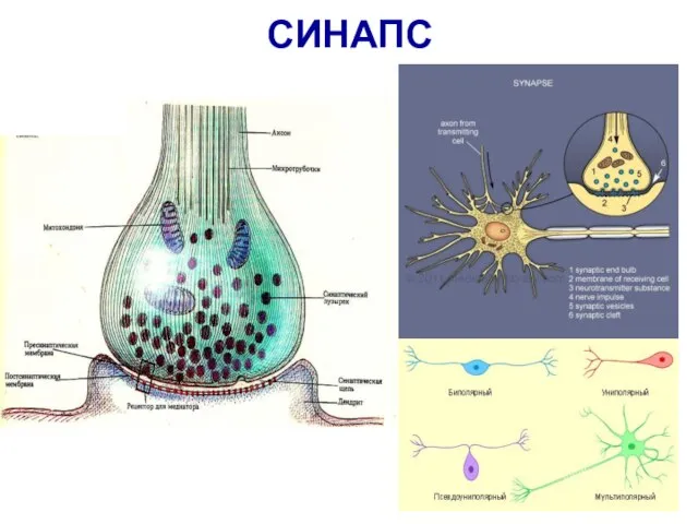 СИНАПС