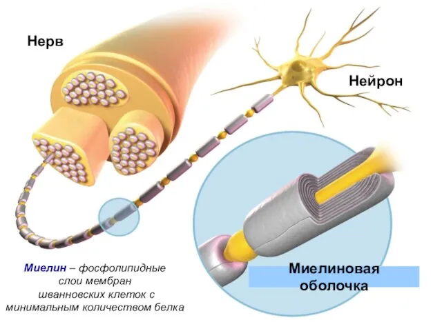 Нерв Нейрон Миелиновая оболочка Миелин – фосфолипидные слои мембран шванновских клеток с минимальным количеством белка