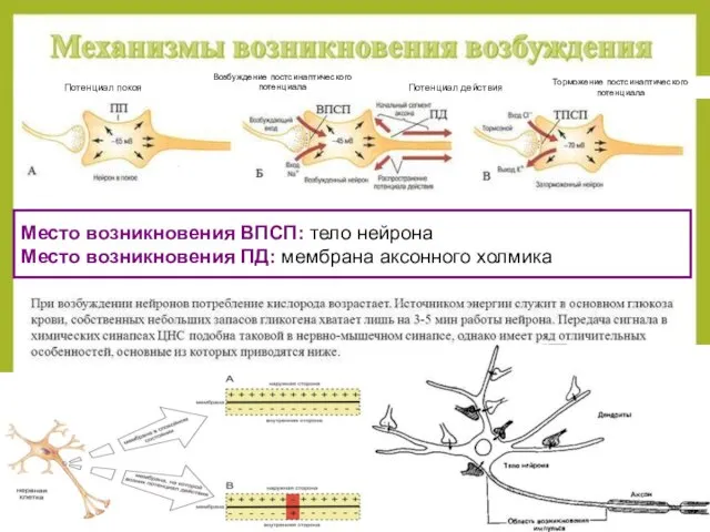 Потенциал покоя Потенциал действия Возбуждение постсинаптического потенциала Торможение постсинаптического потенциала Место