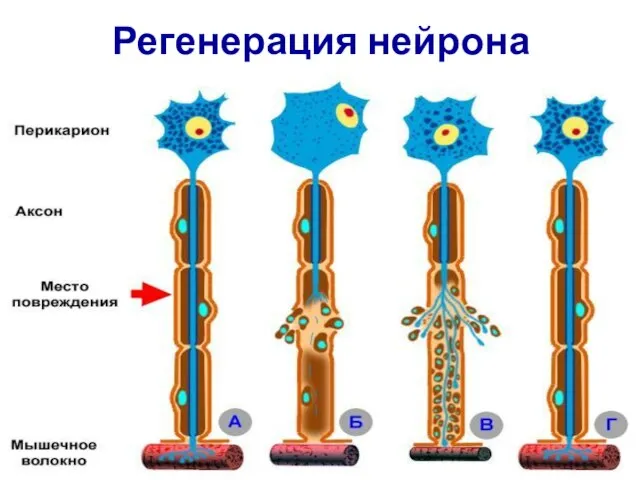 Регенерация нейрона