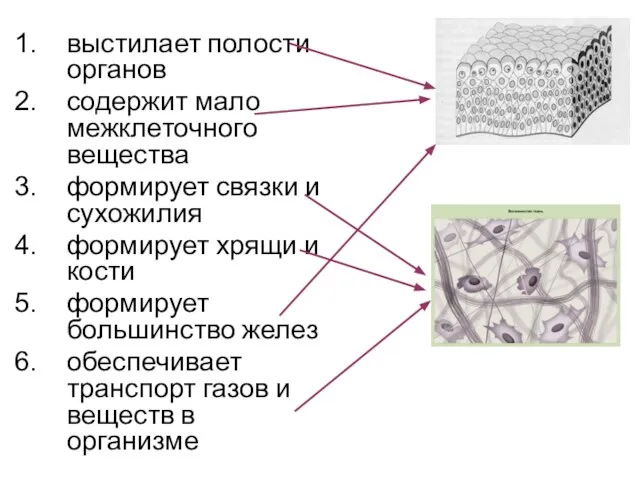 выстилает полости органов содержит мало межклеточного вещества формирует связки и сухожилия