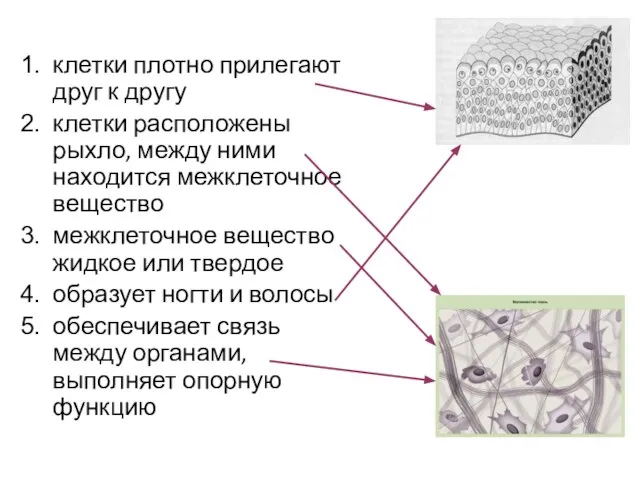 клетки плотно прилегают друг к другу клетки расположены рыхло, между ними