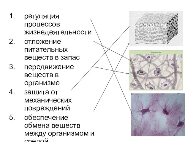 регуляция процессов жизнедеятельности отложение питательных веществ в запас передвижение веществ в