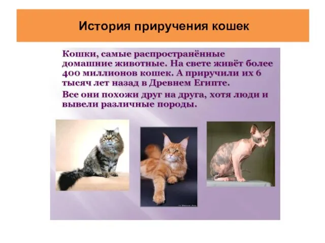 История приручения кошек