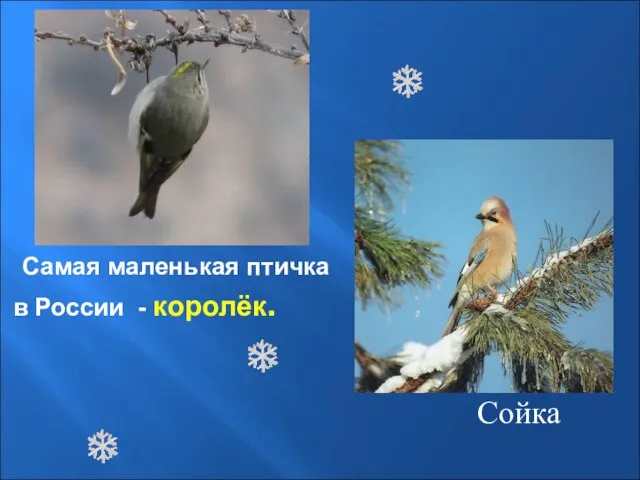 Самая маленькая птичка в России - королёк. Сойка