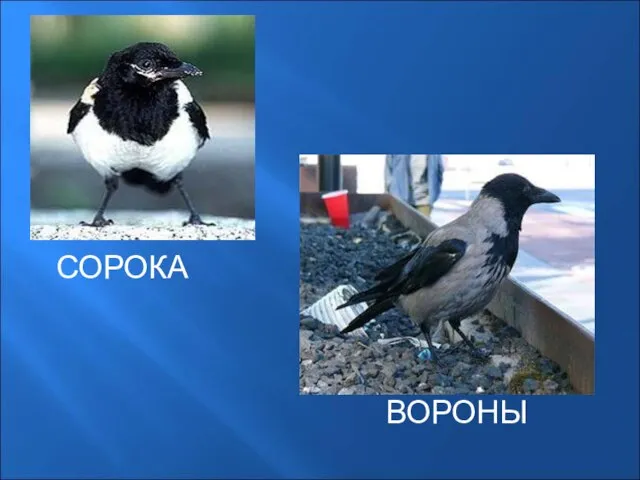 СОРОКА ВОРОНЫ