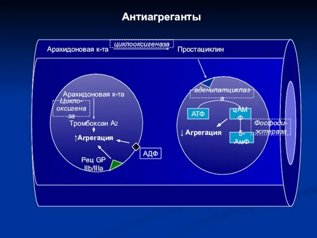 Антиагреганты Арахидоновая к-та Простациклин циклооксигеназа АТФ цАМФ 5-АмФ аденилатциклаза Фосфоди- эстераза