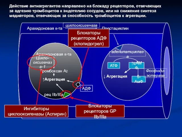 Арахидоновая к-та Простациклин циклооксигеназа АТФ цАМФ 5-АмФ аденилатциклаза Фосфоди- эстераза ↓