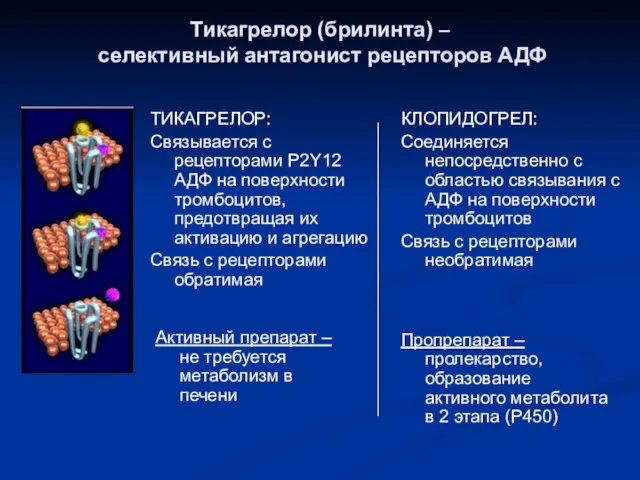 Тикагрелор (брилинта) – селективный антагонист рецепторов АДФ ТИКАГРЕЛОР: Связывается с рецепторами