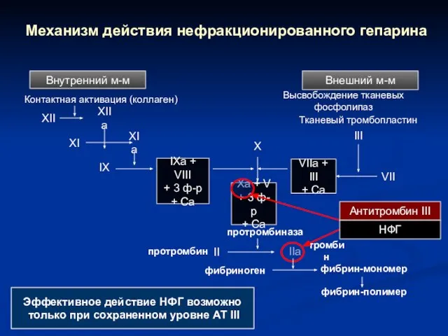 IIa II фибрин-полимер Внешний м-м Высвобождение тканевых фосфолипаз Xa + V