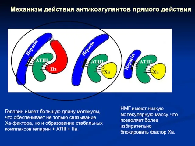 Механизм действия антикоагулянтов прямого действия IIa Xa Xa ATIII ATIII ATIII