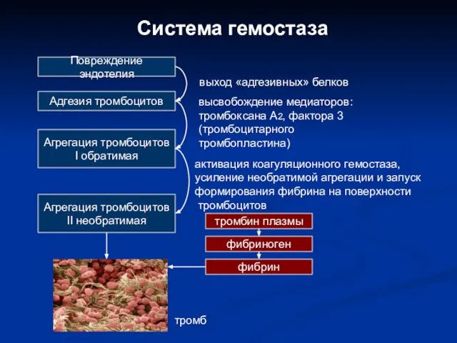 Система гемостаза Повреждение эндотелия Адгезия тромбоцитов Агрегация тромбоцитов I обратимая выход