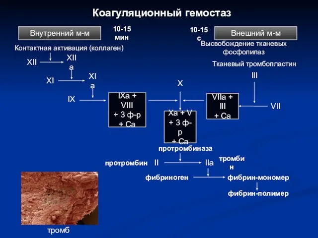 Коагуляционный гемостаз Внутренний м-м Контактная активация (коллаген) XII XIIa XI XIa