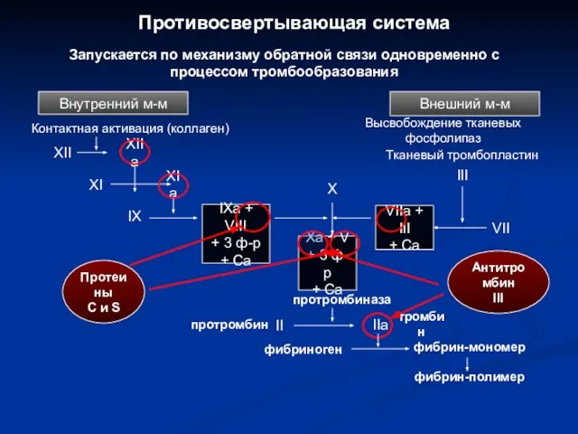 II фибрин-полимер Внешний м-м Высвобождение тканевых фосфолипаз Xa + V +