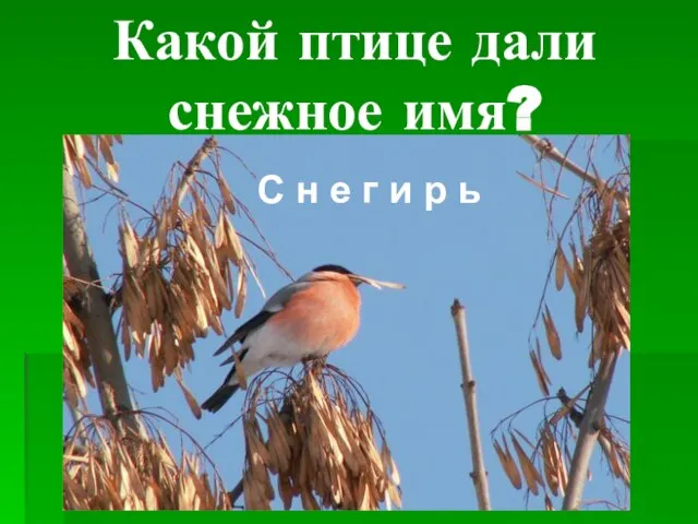 Какой птице дали снежное имя? С н е г и р ь