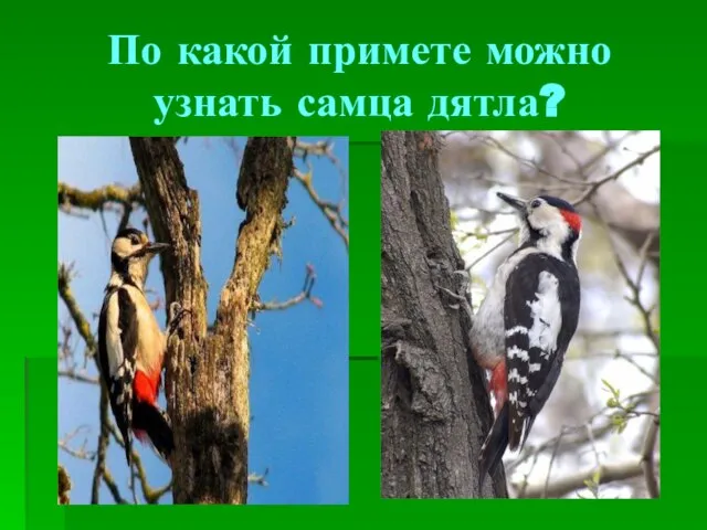 По какой примете можно узнать самца дятла?