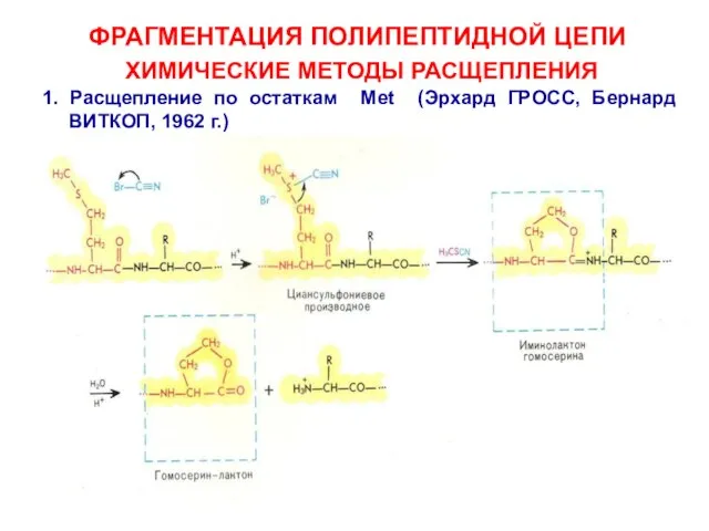 ФРАГМЕНТАЦИЯ ПОЛИПЕПТИДНОЙ ЦЕПИ ХИМИЧЕСКИЕ МЕТОДЫ РАСЩЕПЛЕНИЯ 1. Расщепление по остаткам Met