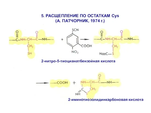 2-иминотиозолидинкарбоновая кислота 5. РАСЩЕПЛЕНИЕ ПО ОСТАТКАМ Cys (А. ПАТЧОРНИК, 1974 г.) 2-нитро-5-тиоцианатбензойная кислота