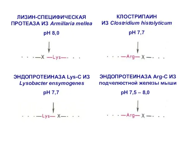 ЛИЗИН-СПЕЦИФИЧЕСКАЯ ПРОТЕАЗА ИЗ Armillaria mellea pH 8,0 ЭНДОПРОТЕИНАЗА Lys-C ИЗ Lysobacter