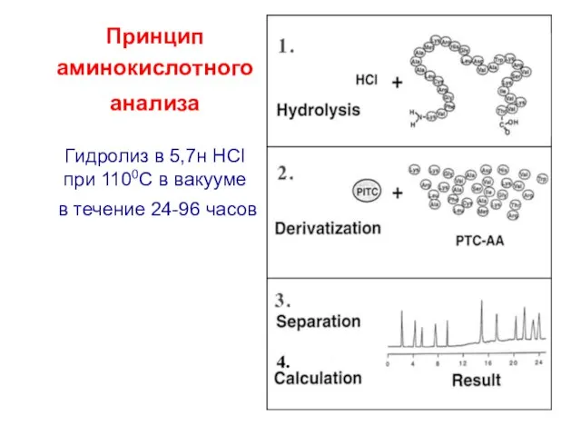 Принцип аминокислотного анализа Гидролиз в 5,7н HCl при 1100C в вакууме в течение 24-96 часов
