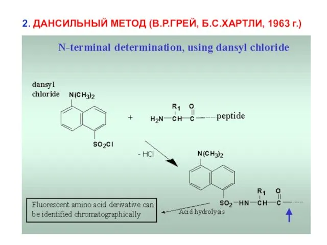 2. ДАНСИЛЬНЫЙ МЕТОД (В.Р.ГРЕЙ, Б.С.ХАРТЛИ, 1963 г.)