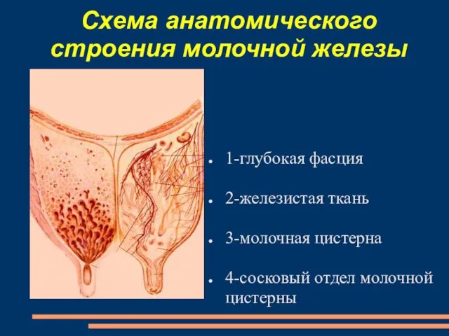 Схема анатомического строения молочной железы 1-глубокая фасция 2-железистая ткань 3-молочная цистерна 4-сосковый отдел молочной цистерны