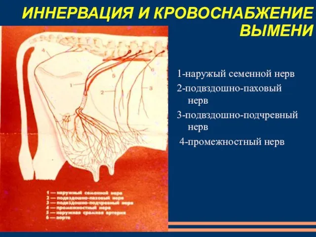 ИННЕРВАЦИЯ И КРОВОСНАБЖЕНИЕ ВЫМЕНИ 1-наружый семенной нерв 2-подвздошно-паховый нерв 3-подвздошно-подчревный нерв 4-промежностный нерв