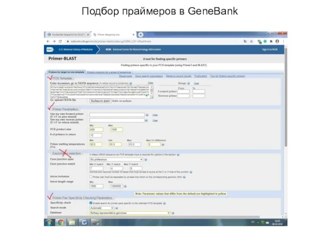 Подбор праймеров в GeneBank
