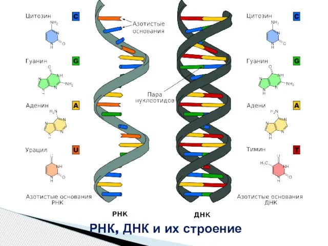 РНК, ДНК и их строение