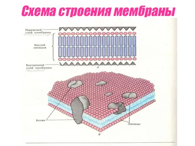 Схема строения мембраны