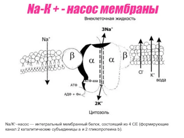 Na-К + - насос мембраны Na/K⁺–насос — интегральный мембранный белок, состоящий