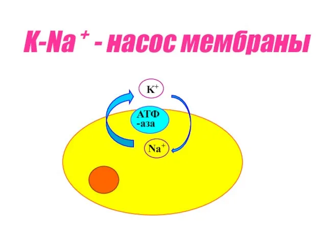 K-Na + - насос мембраны Na+ K+ АТФ -аза