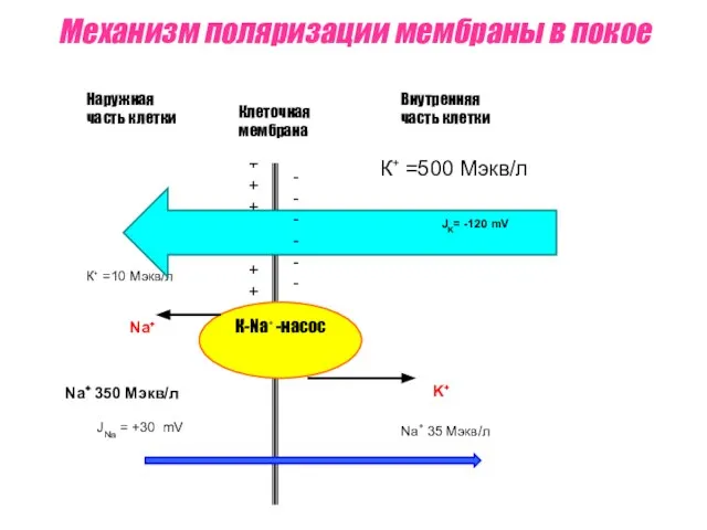 Механизм поляризации мембраны в покое К⁺ =500 Мэкв/л + + +