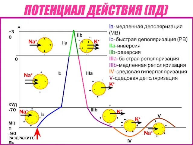 ПОТЕНЦИАЛ ДЕЙСТВИЯ (ПД) КУД -70 МПП -90 0 +30 РАЗДРАЖИТЕЛЬ Ia