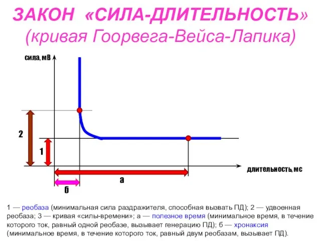 ЗАКОН «СИЛА-ДЛИТЕЛЬНОСТЬ» (кривая Гоорвега-Вейса-Лапика) 1 — реобаза (минимальная сила раздражителя, способная