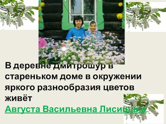 В деревне Дмитрошур в стареньком доме в окружении яркого разнообразия цветов живёт Августа Васильевна Лисицына