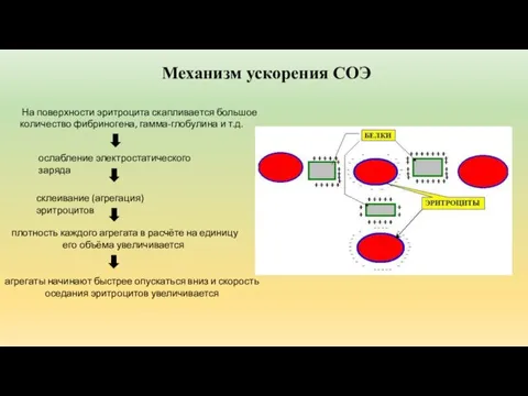 Механизм ускорения СОЭ На поверхности эритроцита скапливается большое количество фибриногена, гамма-глобулина