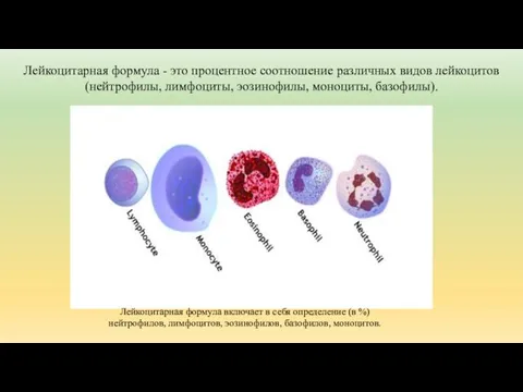 Лейкоцитарная формула - это процентное соотношение различных видов лейкоцитов (нейтрофилы, лимфоциты,