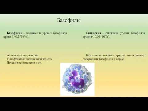 Базопения – снижение уровня базофилов крови ( Базопению оценить трудно из-за