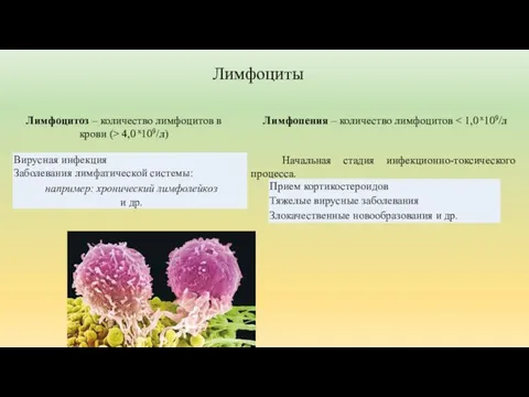 Лимфопения – количество лимфоцитов Начальная стадия инфекционно-токсического процесса. Лимфоцитоз – количество