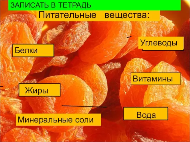 Питательные вещества: Белки Жиры Вода Углеводы Витамины Минеральные соли ЗАПИСАТЬ В ТЕТРАДЬ